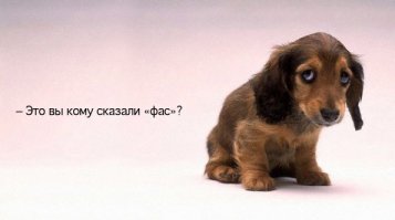 ЦРУ «уволило» лабрадора, которому было неинтересно искать взрывчатку