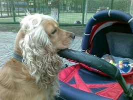 Мой лохматый нянь:). За старшим бдит.