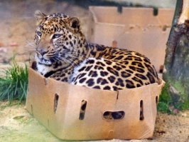 кошакам коробка лучше любой мебели, что большим, что маленьким.