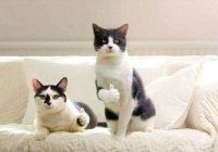 В Японии представили коллекцию миниатюрной мебели для кошек