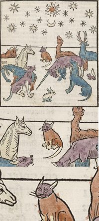 Кота накрыло