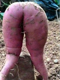 "Картошка", "колхоз", овощебазы и другие сельскохозяйственные развлечения эпохи СССР