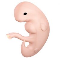 Девушка заказала бойфренду торт в форме мускулистой руки, но ей привезли нечто