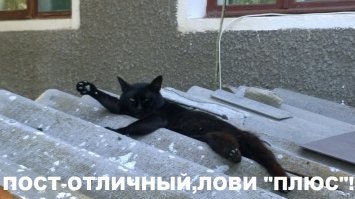 Слепой енот привел двух котят к человеку и этим поступком спас малышам жизни!