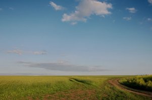 Может быть потому, что это поля, а не сады?