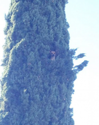 Собакам ваще не везет