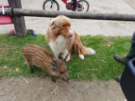 К знакомым на ферму пришел кабаненок (мать охотники застрелили). Собака его приняля за своего. Так и живут ))