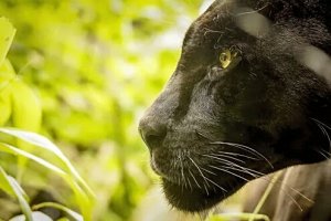 Конечно. У него вон какие влиятельные родственники