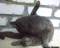 Сёрфер из Калифорнии смастерил доску из 10 000 окурков