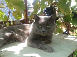 ухи почти у всех драные )))
А это мой  , в прошлом году ушел за радугу ... не знаю как бы я перенесла, но сердце мне найденыш согрел , сейчас на шкафу спит