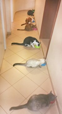 7-ая в кадр не влезла :)