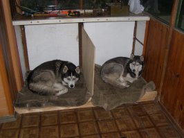 Зиму обещают холодную.
Сделал для своих собак домики на веранде. В одном они не уживались(сука вредная), пришлось делать отдельные.