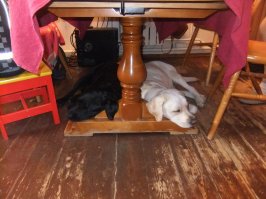 Автор. Лови моих. Лабрадоры. Девахи. Белую купил, чёрную в лесу нашел. ( Брак породы. Видать выкинули.) Они спят поганки, после тяжелого дня. В доме бардак постоянный, но все офигенно и не соскучишься.