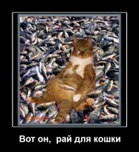 Рай для любителей кошек существует!