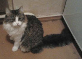 Вот эта мелочь была найдена в траве у больницы. Очень сильно кричала. Кто-то выкинул. Когда выросла, стало понятно что явно потомок сибирских кошек. Очень крупная, все удивляются, что кошка размером с хорошего кота, некоторые спрашивают, не мейнкун ли это, ну на мейнкуна вообще не похоже. Тут сибиряки точно прошлись: большие лапы с пучками шерсти, более длинная и теплая шубка на зиму...Ткая вот зверюка выросла )