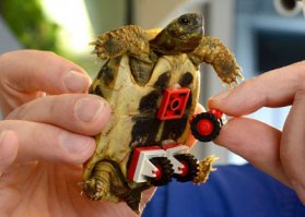 Специально изготовленный колесный протез вернул чихуахуа возможность передвигаться