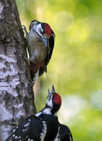 Тупой таксист без поворотника