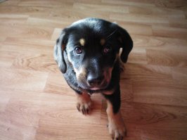 Моя Гера уже пятая моя собака (не одновременно), двух из которых я подобрала на улице. Вот такая она была, когда я принесла её домой (первое фото). Её явно выкинули из дома, потому что она была очень чистая и без блох. Была столь мала, что даже воду лакать толком не умела, всё норовила палец сосать.