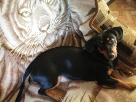 Моя Гера уже пятая моя собака (не одновременно), двух из которых я подобрала на улице. Вот такая она была, когда я принесла её домой (первое фото). Её явно выкинули из дома, потому что она была очень чистая и без блох. Была столь мала, что даже воду лакать толком не умела, всё норовила палец сосать.