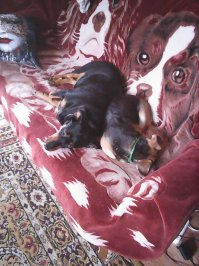 Моя Гера уже пятая моя собака (не одновременно), двух из которых я подобрала на улице. Вот такая она была, когда я принесла её домой (первое фото). Её явно выкинули из дома, потому что она была очень чистая и без блох. Была столь мала, что даже воду лакать толком не умела, всё норовила палец сосать.