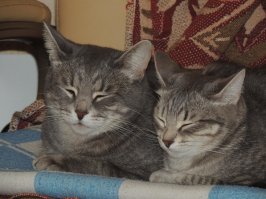 Вот она и требует, что бы любимый человек принимал участие в воспитании мелких))))) А наша коша Рюша наоборот... Мы мелких из коробки доставали так она бежала за ними, пищала носом в руки тыкалась, только малышей не обидьте... До сих пор с дочкой спит. Та мелкая, с пол мамы выросла и всё. Такая идиллия)))