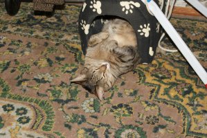 Приблудный