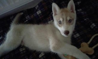 наш новый член семьи Голден :)