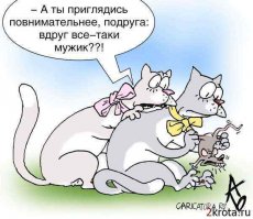На остров привозят только стерилизованных кошек, а котам там делать нечего!