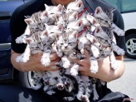 Рай для любителей кошек существует!
