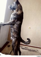 а вот мой стафик, назвал Братан))))