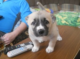 Наша красавица - Линда)))) в 23 дня от мамки отняли, ненормальные заводчики. Я к сыну так часто не вставала ночью как к ней.