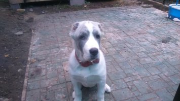 А это наша красота. Разница в два месяца))) На первом фото двухмесяная, только взятая, на втором- две недели назад, когда исполнилось 4 месяца. Наш слонопотамчик)