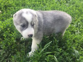 А это наша красота. Разница в два месяца))) На первом фото двухмесяная, только взятая, на втором- две недели назад, когда исполнилось 4 месяца. Наш слонопотамчик)