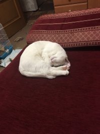 наша Ландш. два года назад дочка принесла с мусорки (в прямом смысле слова). котёнок (тогда примерно 2 месяца кошечке было) между мусорными бачками сидела и сильно кричала, когда дочь принесла ее домой, кошечка не могла мяукать - голос пропал... отмыли, подлечили, сейчас ей примерно 2,5 года, у нас живёт больше двух лет))))))