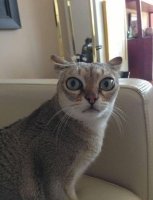 Страдающее средневековье