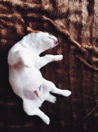 у моего пёса тоже татуха на пузе есть =)