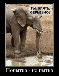 Когда зашел не в тот район: 30 бегемотов помогли заблудившемуся крокодилу вернуться на сушу