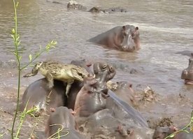 Крокодил нападает на стадо бегемотов.