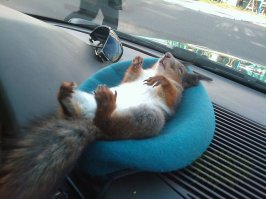 А у кого-то вот такой партнёр :)