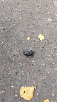 Вот такое чудо жена сфоткала недавно в Подмосковье в городе. Надо ходить с ультрафиолетовыми фонариками