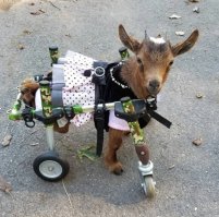 таким протезам уже сто лет в обед, их для кого только не делают. у них там даже есть козлиная ферма, где они спасают КОЗЛОВ и делают для них протезы