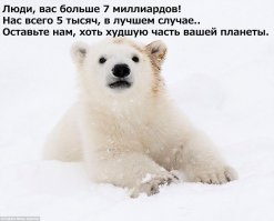 Белый медвежонок играет с мамой: очаровательные кадры!