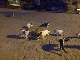 Ребят, вы не забывайте- говорим не о том, ехать ли сейчас, какая там ситуация сейчас- а о городе. За семь дней только Султанахмет с окружением плюс Оплату облазили, и того мало было, хотелось бы ещё) Да, Стамбул - город кошек, они там неприхотливы и их много-много один раз догулялись допоздна, в Макдак пришлось зайти, так вот-вот они жрут картошку фри! Бедолаги(