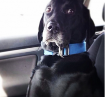 Кто здесь?:)