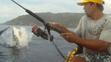 Дотрагивайся на свой страх и риск! Большая акула атаковала посетителя в музее шпионажа