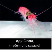 просмотри видео ещё раз, там как раз про акулу, а ты говоришь, что тебе приходиться действовать наверняка, чтобы очухавшийся здоровяк ( в твоем случае это даже криль) не смог что то тебе сделать.