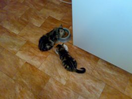 Спасенные животные и их хозяева