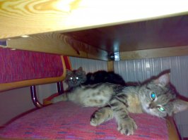 Спасенные животные и их хозяева