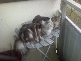 Поймал в коровнике блохастых, лишайных и с токсоплазмой когда совсем малюсенькие были, но дикие и очень злые ))