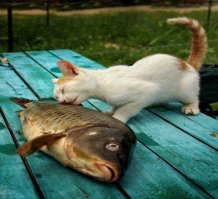 Это должен увидеть каждый: 15 фото животных, сделанных в идеальный момент